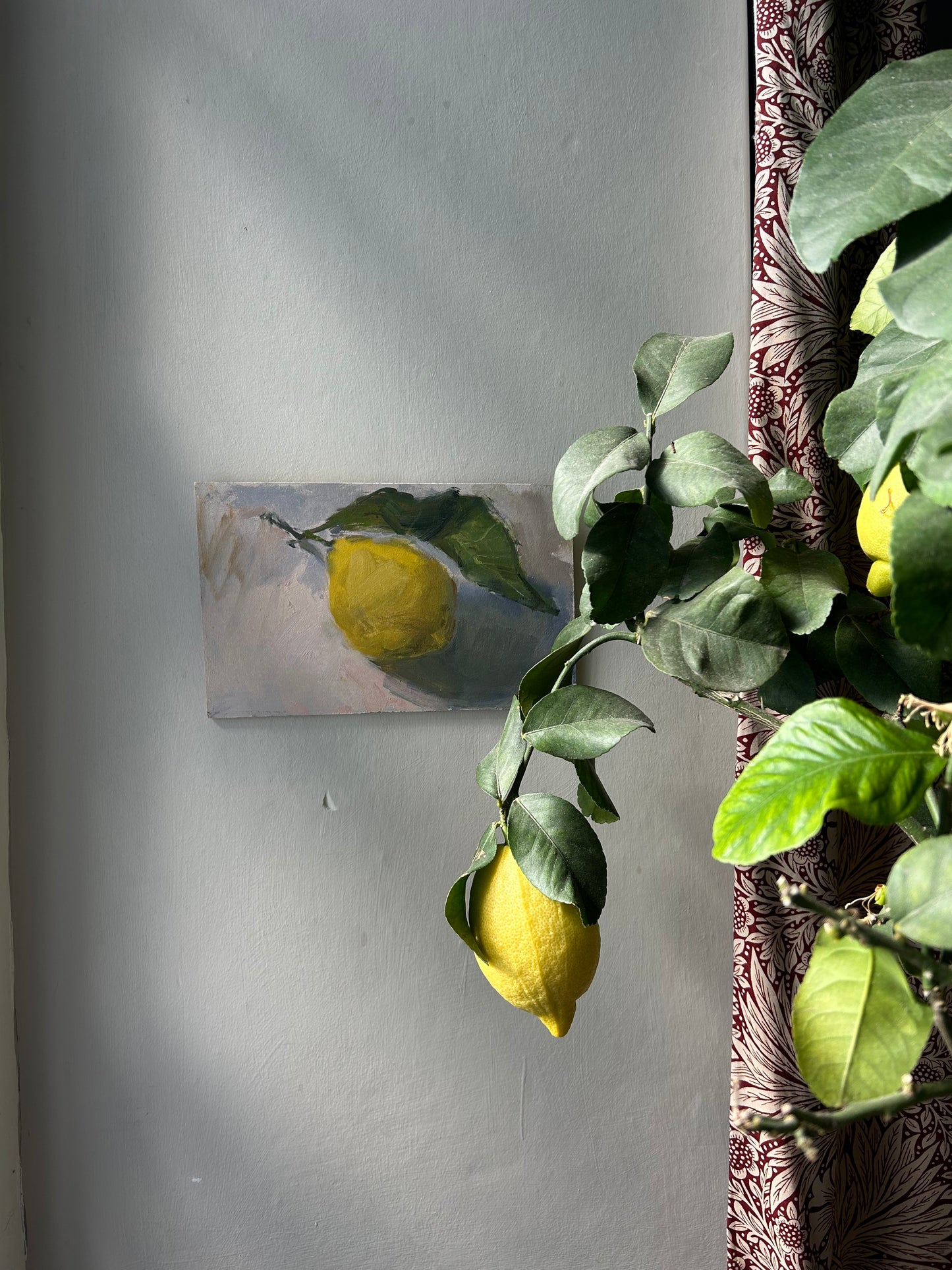 Amalfi Lemon Study (Framed)