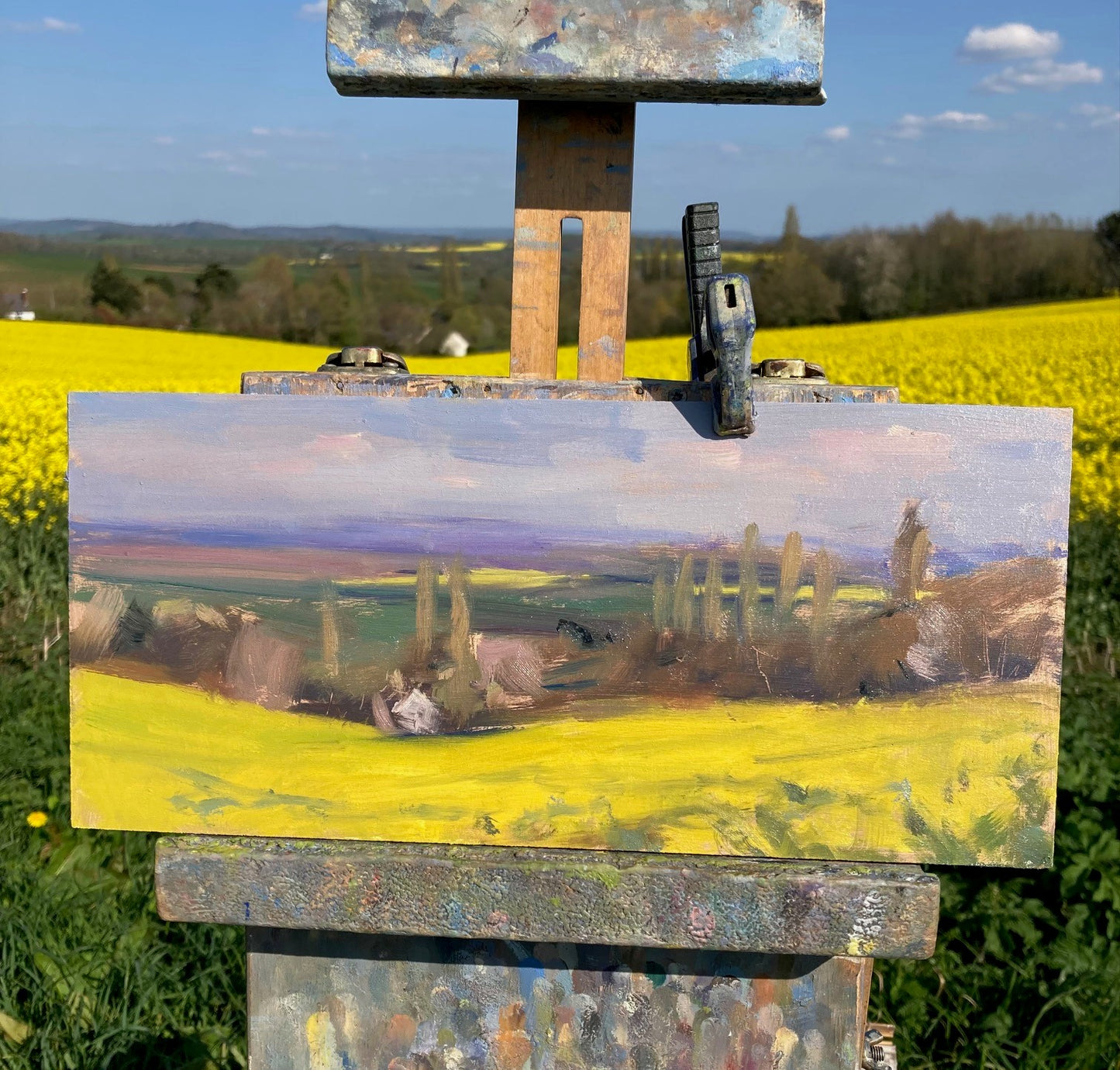 May Rapeseed Fields